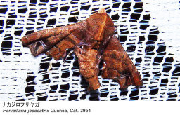 Penicillaria
